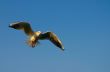 Spread your wings