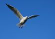 Spread your wings