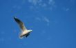 Spread your wings on blue