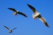 Spread your wings on blue
