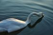 young swan