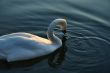 young swan
