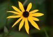 yellow beauty