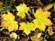 autumn background