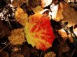 autumn background