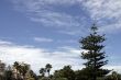 Pine Tree