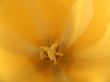 Yellow Tulip Macro