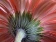 Gerbera Daisy Calyx Macro