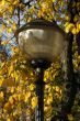 Autumn lantern