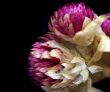 Dried Flowers Close Up