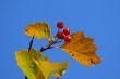 Leaves and berries isolated on blue