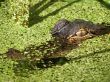 American Alligator