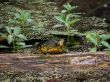 Yellow-Bellied Slider Turtle