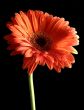 Orange Gerbera Daisy