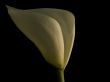 Calla Lily on Black