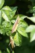 Grasshoppers