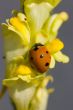 Ladybird on a yellow flower
