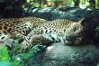 Sleepy Leopard - Panthera pardus