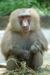 Hamadryas Baboon (Papio hamadryas)