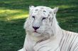 Majestic White Tiger