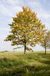 Autumn tree
