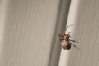 Orb Weaver Spider