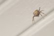 Orb Weaver Spider