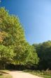 Park landscape
