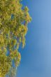 Park landscape