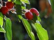 Backlit Autumn Berries