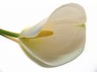 Arum Lily on White