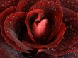 Red Rose Macro