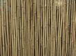 Bamboo Background