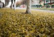 autumn foliage