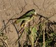 dead grasshopper