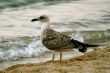 Seagull