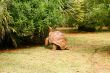 LARGE TORTOISE