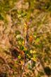 Diminutive birch