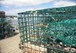 Lobster traps on wharf, harbor