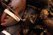 Live lobsters, ready for market