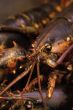 Live lobsters, ready for market