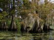 cypress trees in south carolina