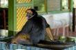 the amazonian rain forest monkey