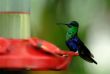 humming bird