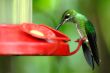 humming bird