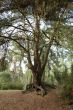 Pretty old tree.