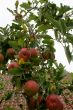 Apple tree.