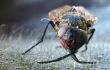 dead fly macro