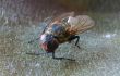 fly macro
