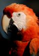 the parrot